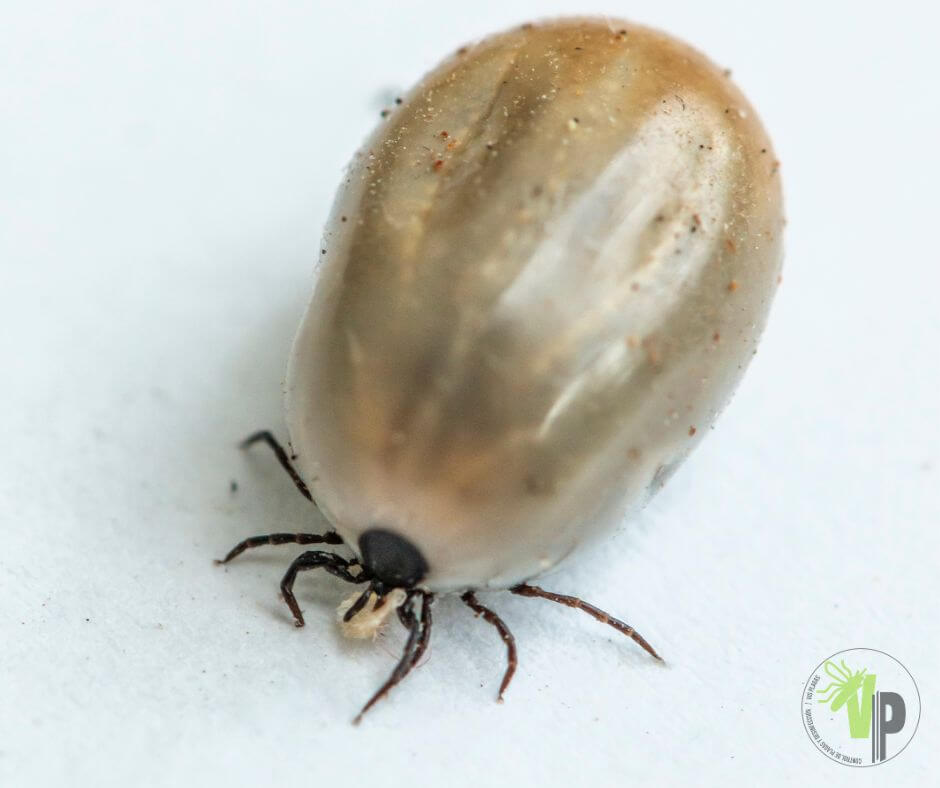 Garrapata inflada después de alimentarse, mostrando detalle de su cuerpo engrosado