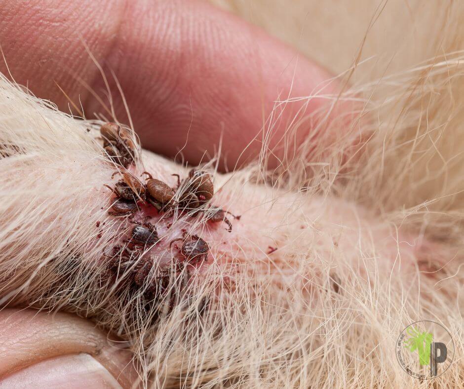 Garrapatas adheridas a la piel de un animal, mostrando una infestación severa entre el pelaje