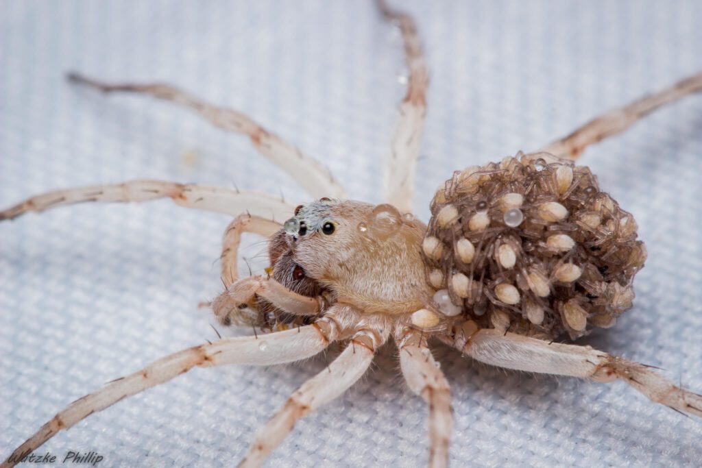 araña con arañitas en el poto, arañas bebes en el abdomen