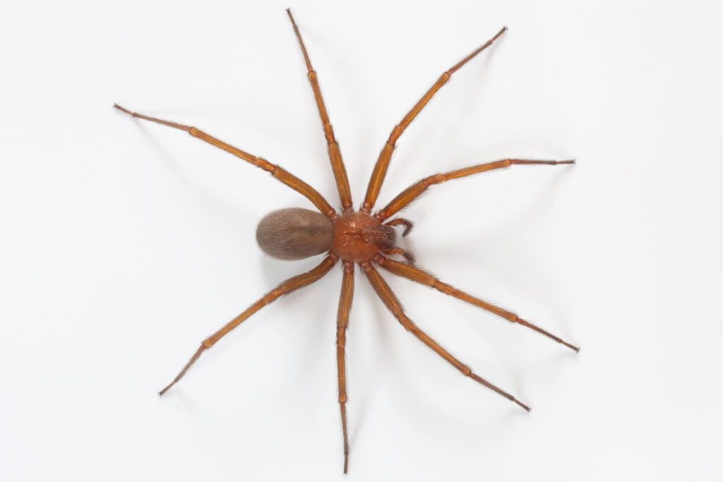 araña de rinco buena foto