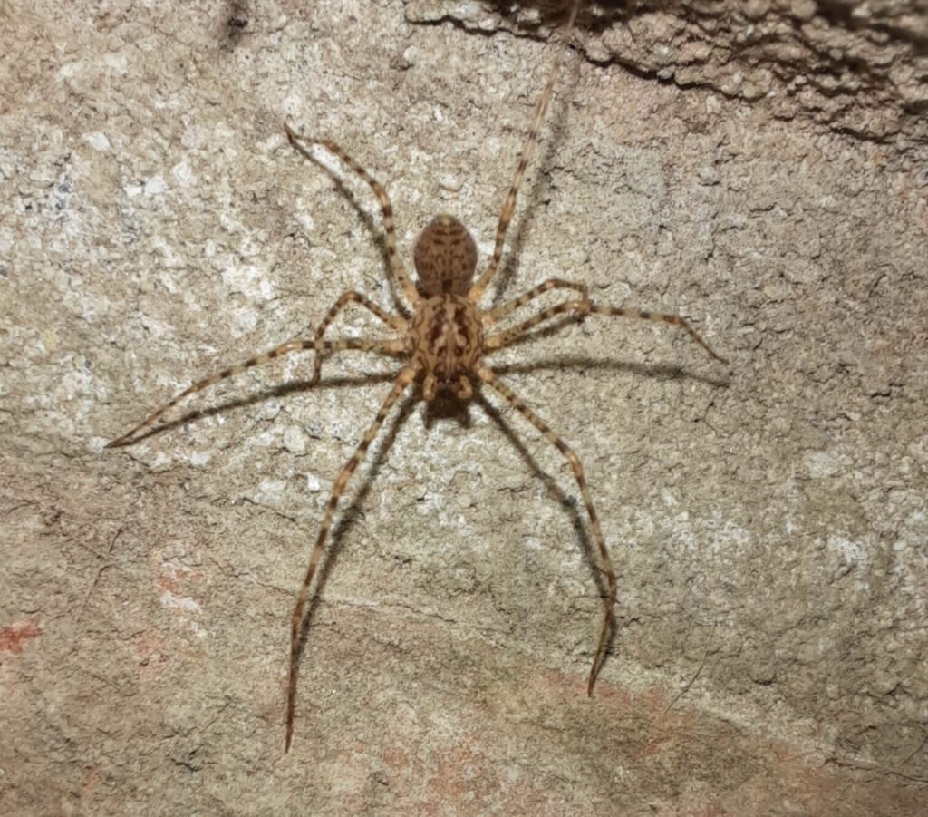 araña tigre chilena