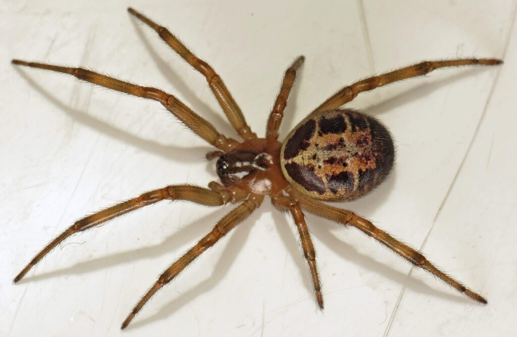 Falsa Viuda Negra Mordedora (Steatoda nobilis)