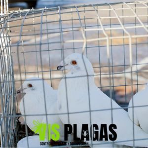 exterminador de palomas