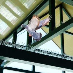 control_de_palomas