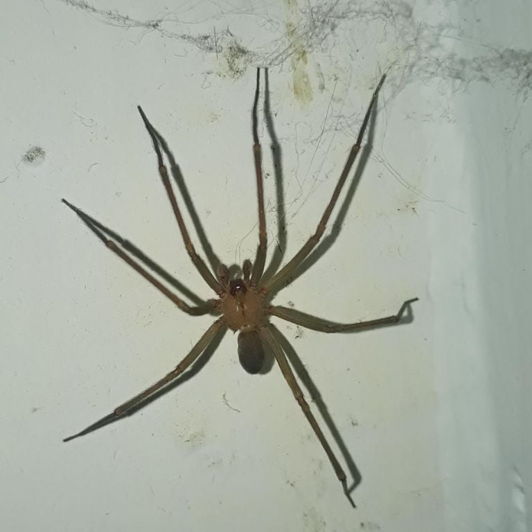 La imagen muestra una araña en una pared interior, ejemplificando la necesidad de un control de plagas efectivo en los colegios. Las plagas, como las arañas, pueden representar un riesgo para la salud y el bienestar de los estudiantes y el personal. Es crucial implementar medidas de control de plagas para mantener un entorno educativo seguro y saludable.