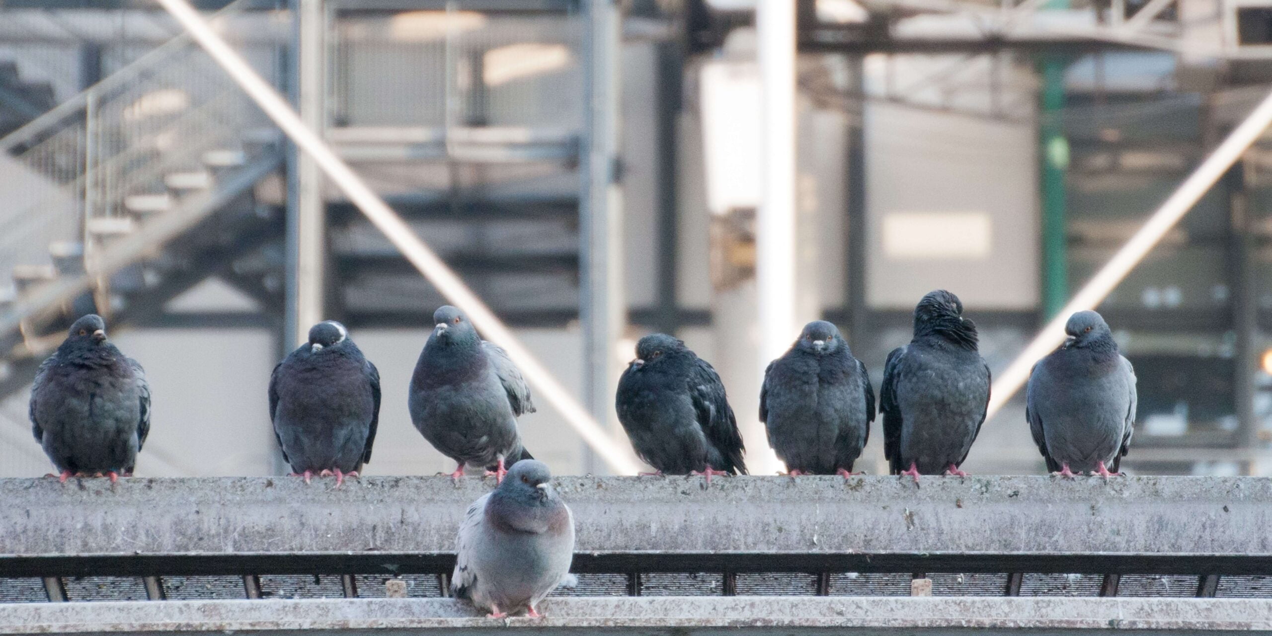 Grupo de palomas posadas en una estructura urbana, representando la necesidad de control de palomas en áreas urbanas para evitar problemas de salud y daños a las infraestructuras