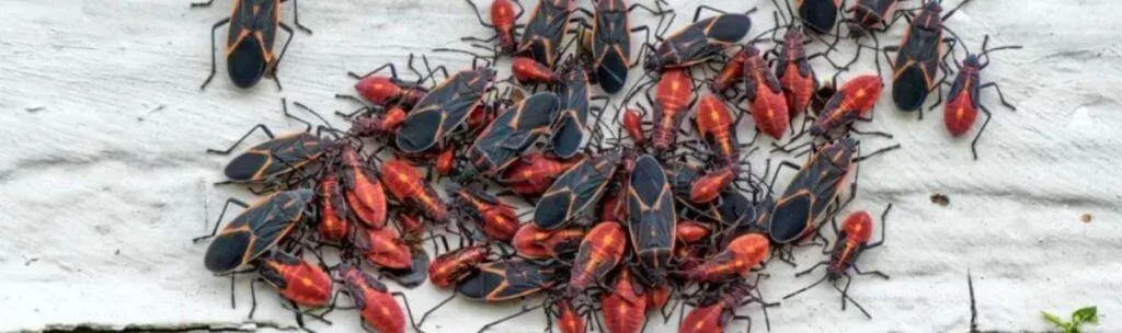 Grupo de chinches del arce aglomerados en un muro de casa en Maipú