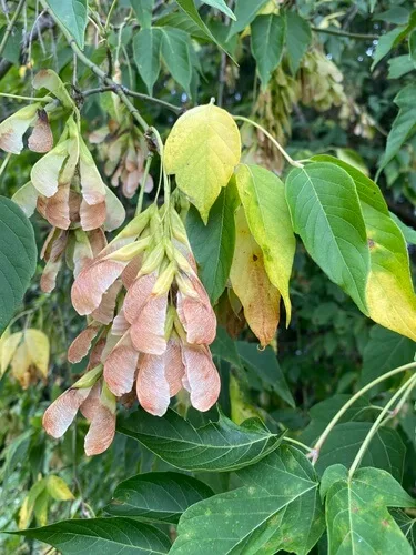 Control de chinche del arce en Peñaflor