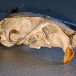 Ratón Laucha – Mus musculus