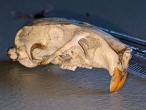 Ratón Laucha – Mus musculus