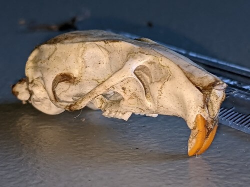 Ratón Laucha – Mus musculus