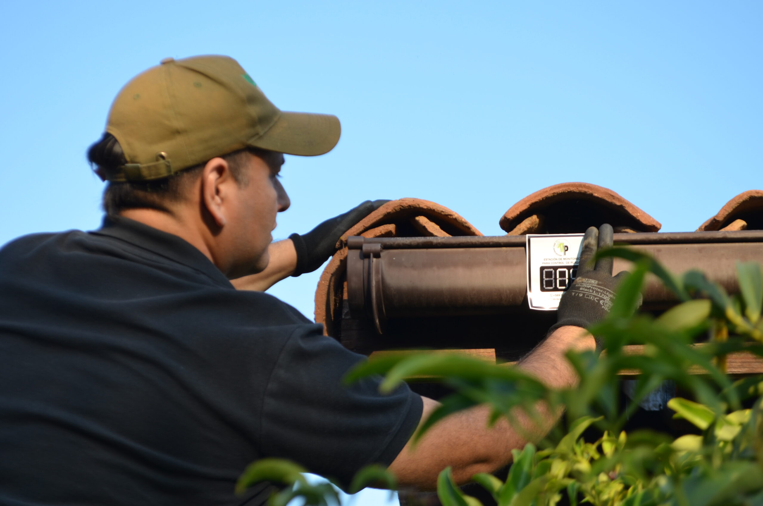 limpieza y sanitización de excrementos de palomas en edificio