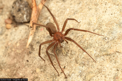 Loxosceles laeta - araña de rincón fotografía de cuerpo completo