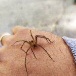 Araña de rincón en casa