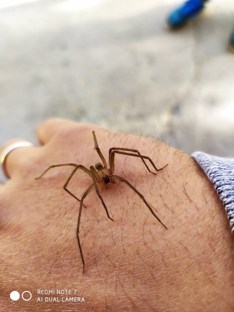 Control de Araña de Rincón en Santiago