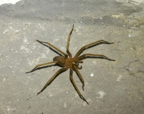 Loxosceles laeta - araña de rincón hembra adulta en Santiago