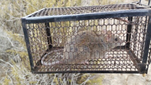 Desratización: Métodos Efectivos para Controlar Roedores en Chile