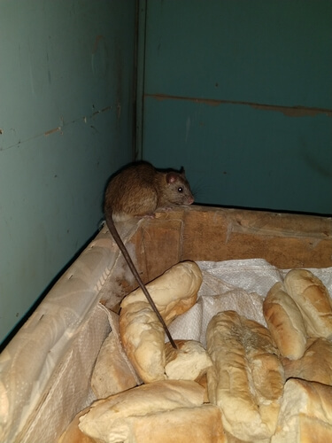 Ratas resistentes al veneno