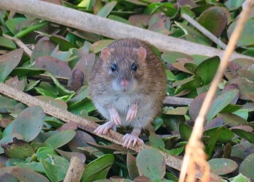 Foto de Guarén (Rattus norvegicus)
