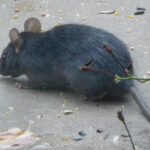 5 Señales de que Tienes Ratones en el Entretecho (y Por Qué es un Peligro en Chile)