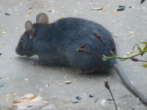 5 Señales de que Tienes Ratones en el Entretecho (y Por Qué es un Peligro en Chile)