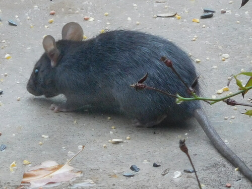 5 Señales de que Tienes Ratones en el Entretecho (y Por Qué es un Peligro en Chile)