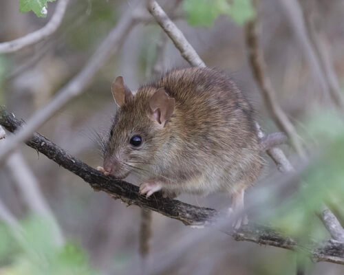 Foto de Rata de Tejado (Rattus rattus)