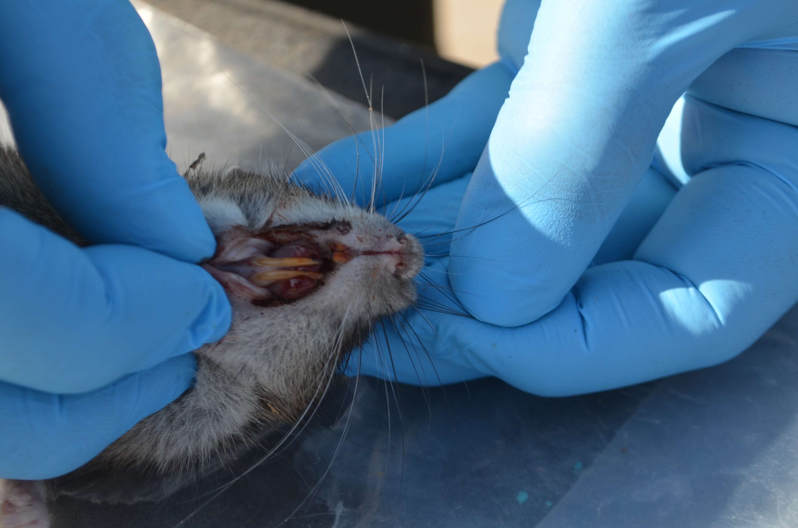 Foto de Laucha (Mus musculus)