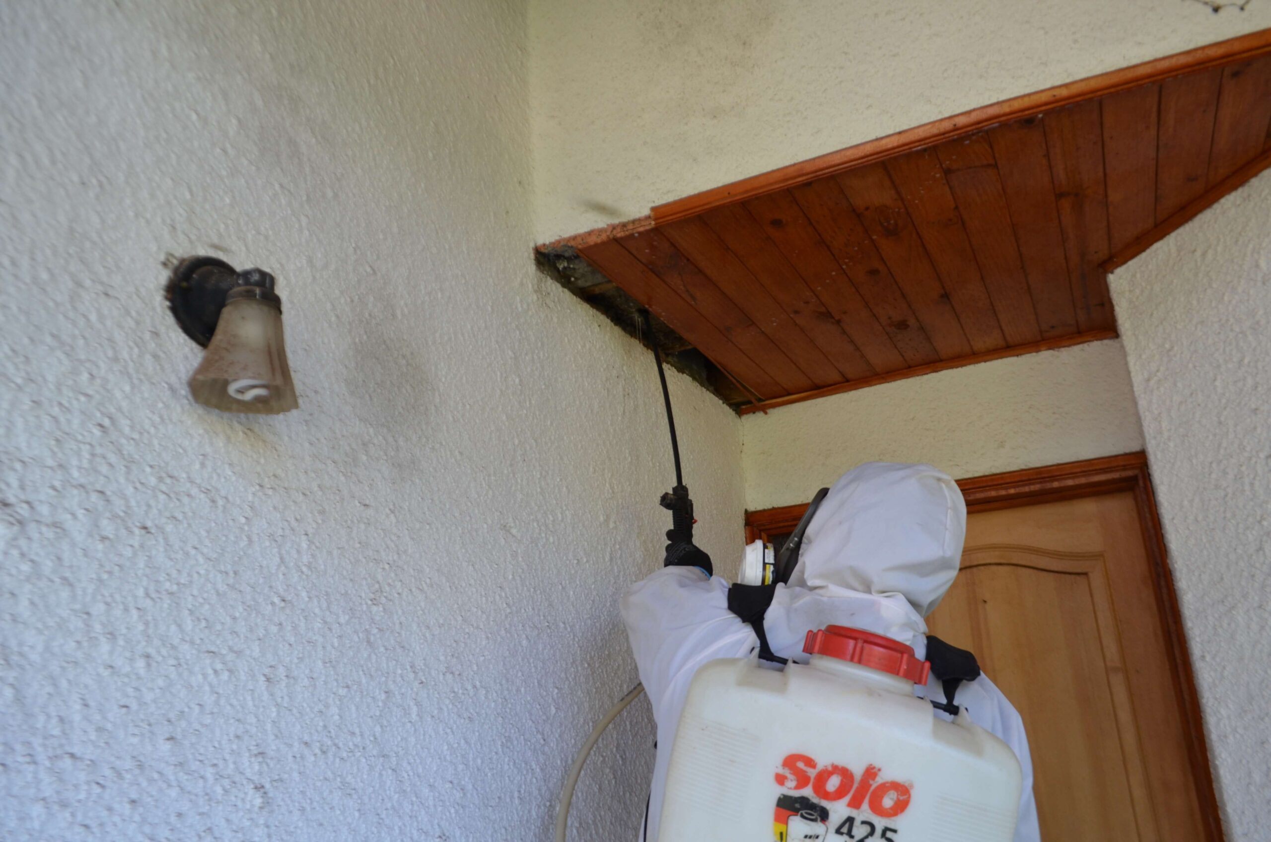 Eliminación de chaquetas amarillas en Maipú - servicio de fumigación exterior de Vis Control de Plagas