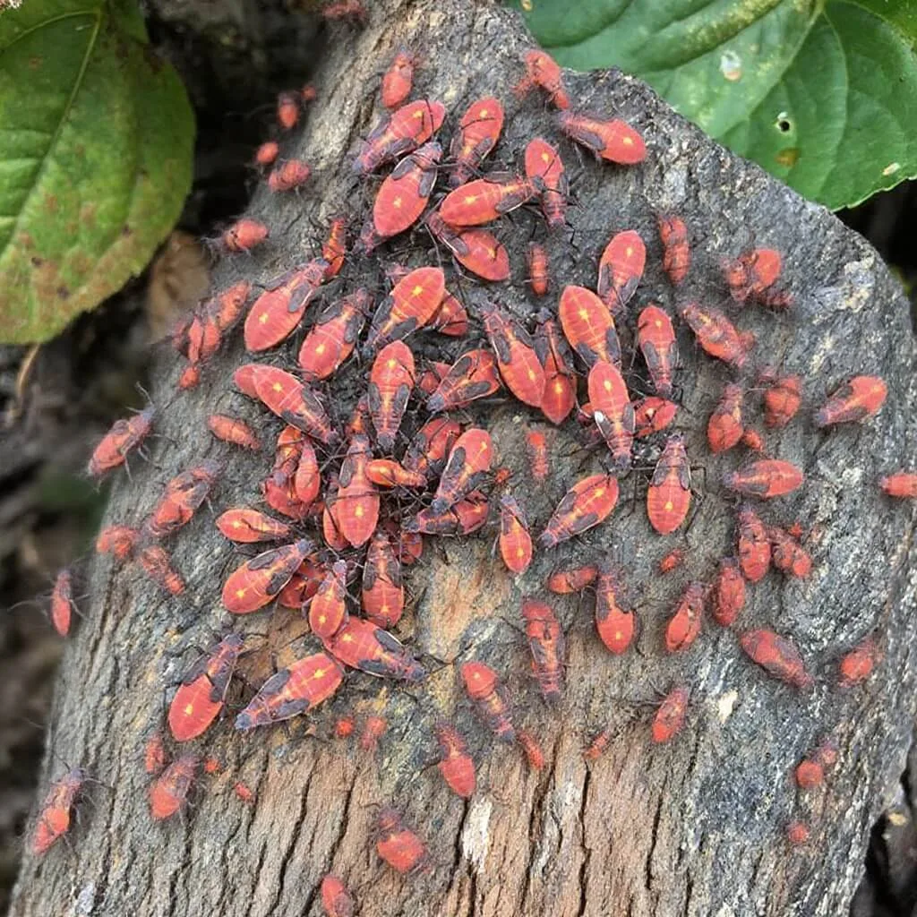 Comparación visual entre la ninfa roja del chinche del arce y el adulto negro con rojo