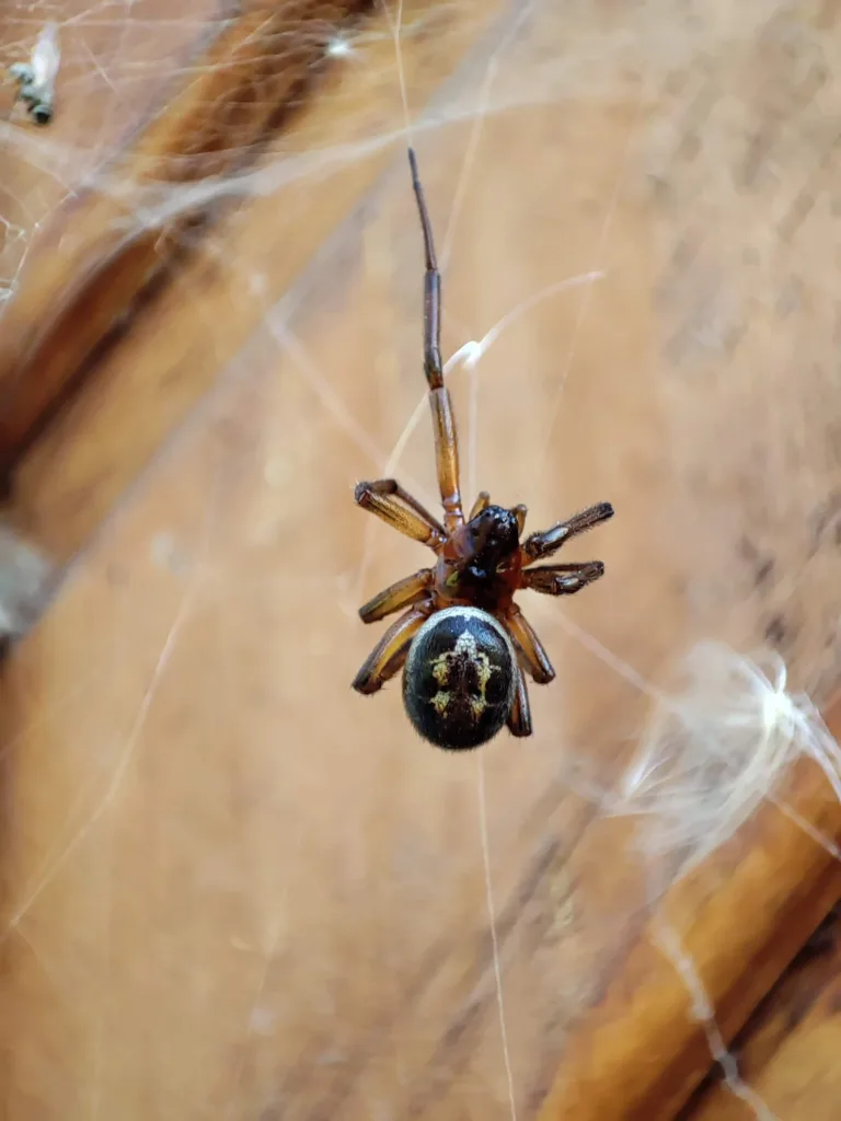 Araña Tigre: El Depredador Natural que Protege tu Hogar en Santiago