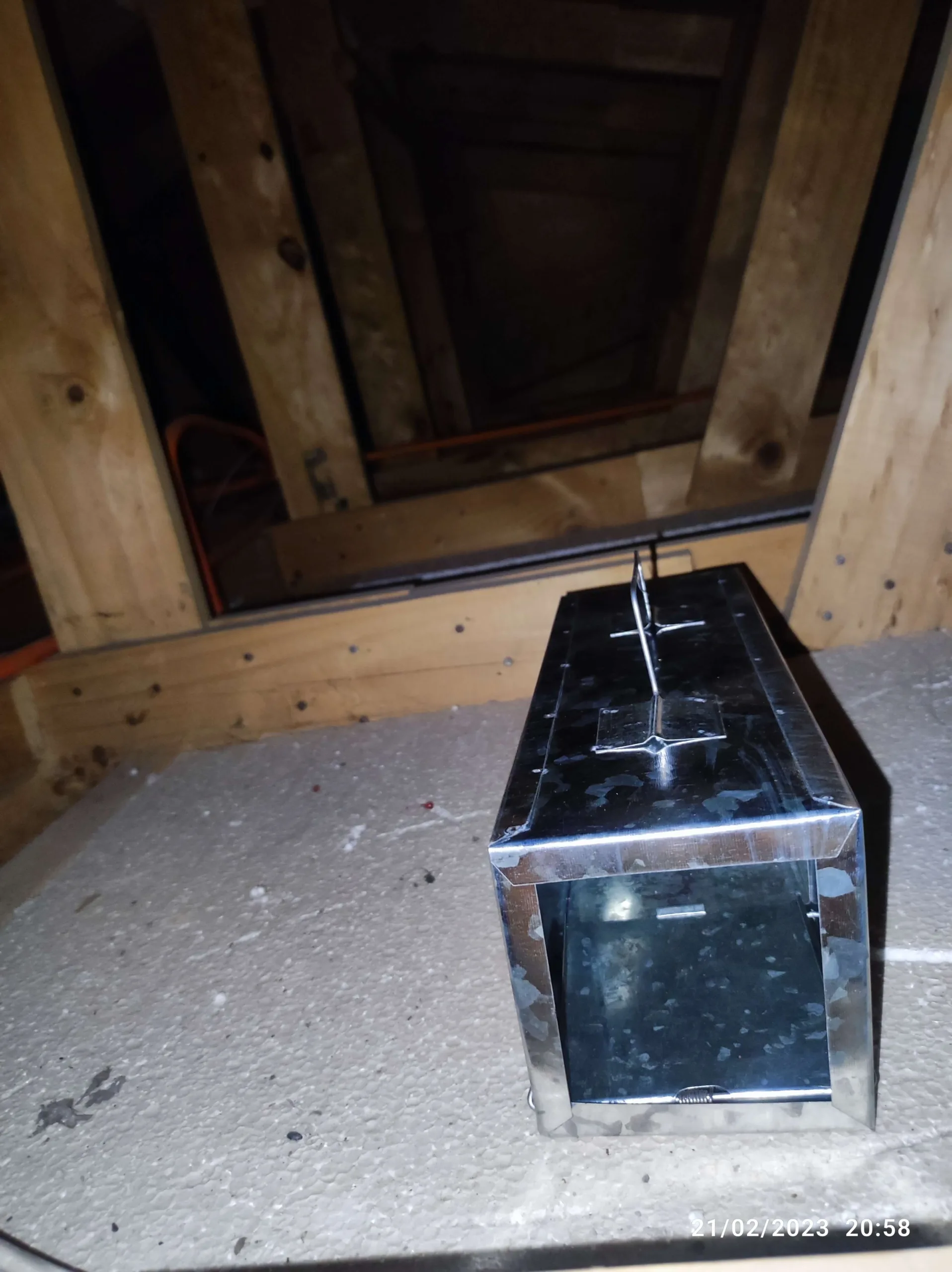 Eliminación de hormigas en Peñaflor