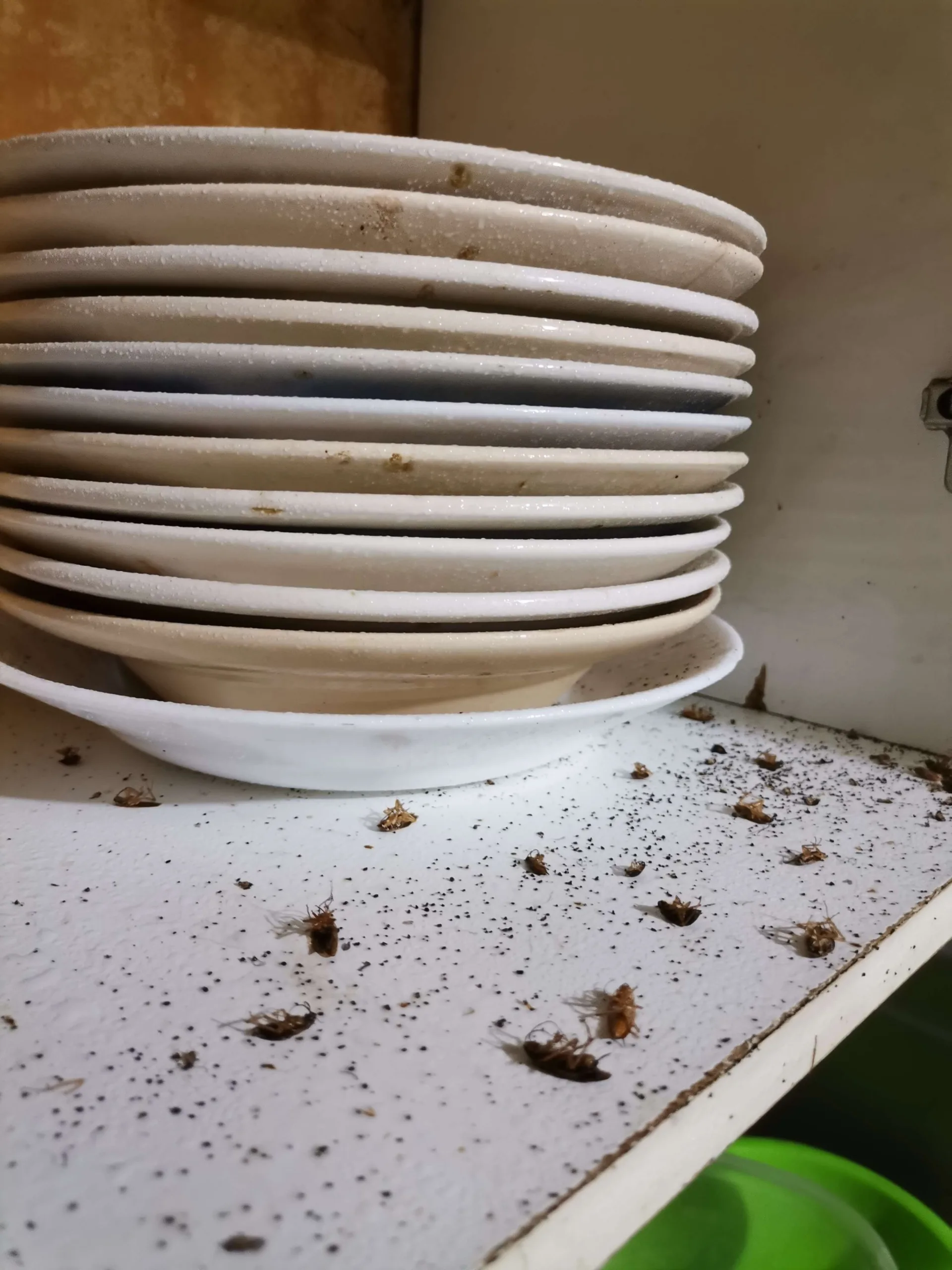 Tratamiento de termitas en Peñaflor