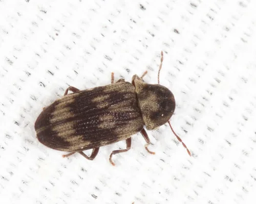 Primer plano de un escarabajo de la carcoma, plaga que daña la madera.