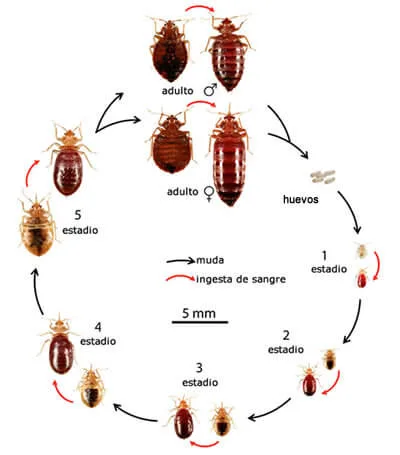 El ciclo de vida completo de la chinche de cama, desde el huevo hasta el adulto.