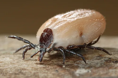 Primer plano de una garrapata hinchada, parásito peligroso.