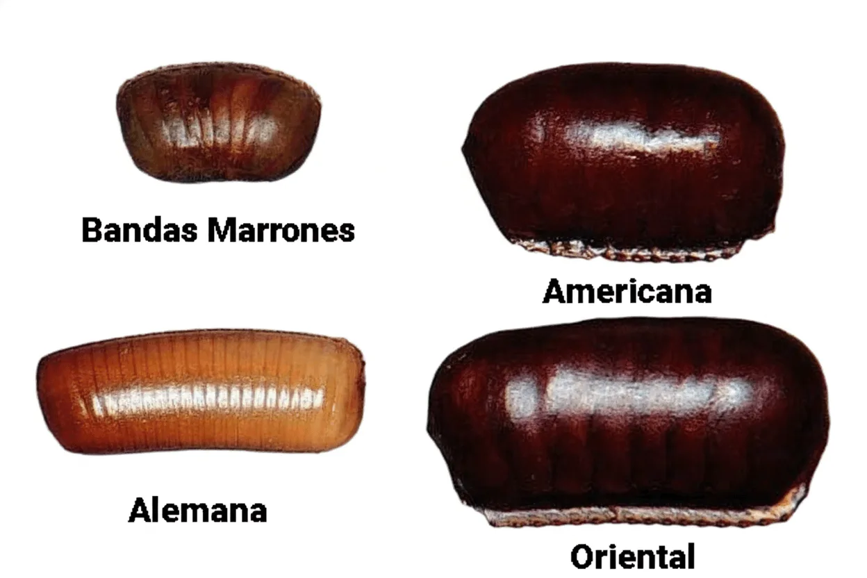 Fumigación de cucarachas en Peñaflor