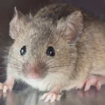 Tipos de Veneno para Ratas: ¿Cómo Funcionan y Cuáles son Seguros?