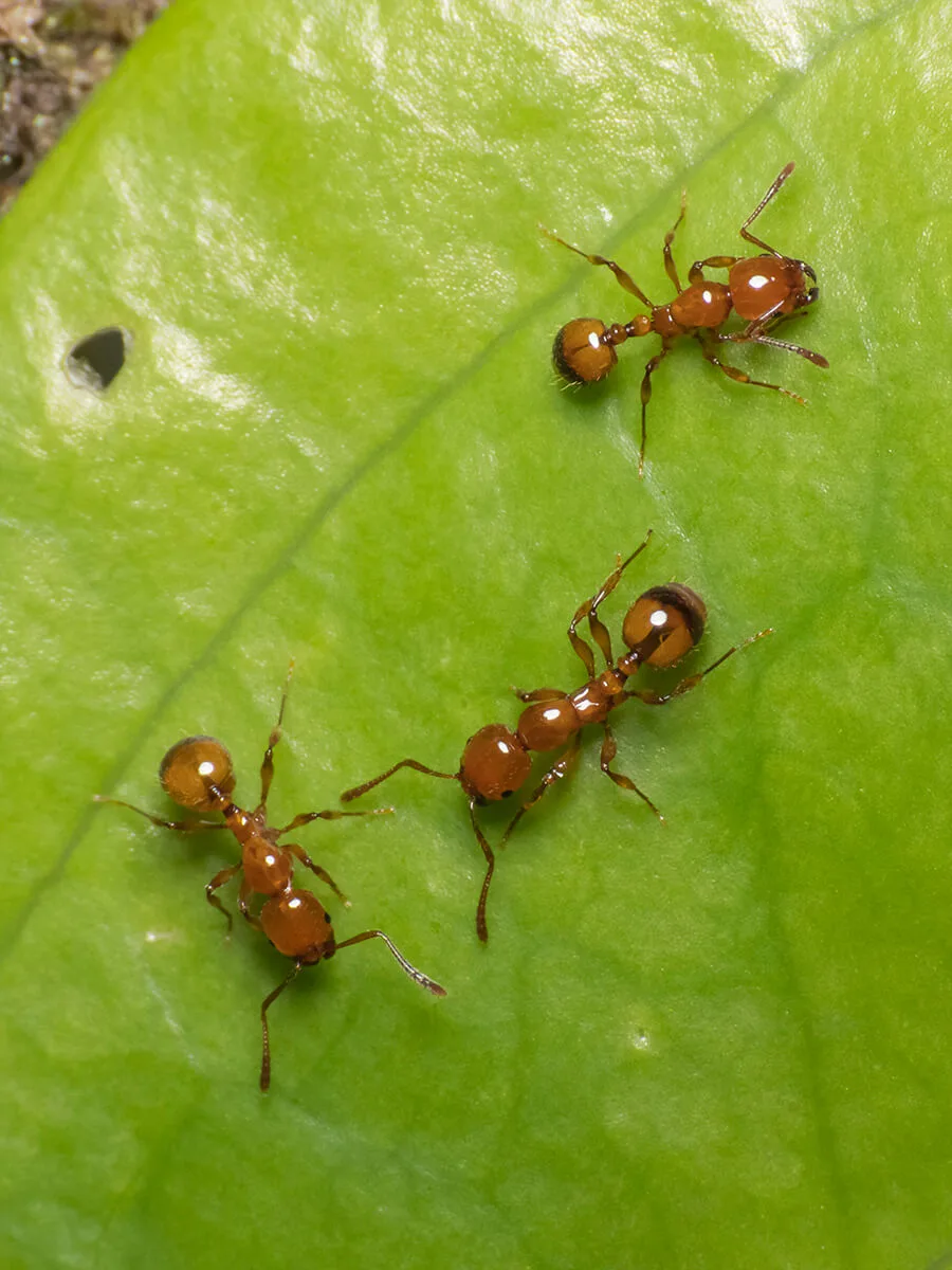 Primer plano de tres hormigas rojas sobre una hoja