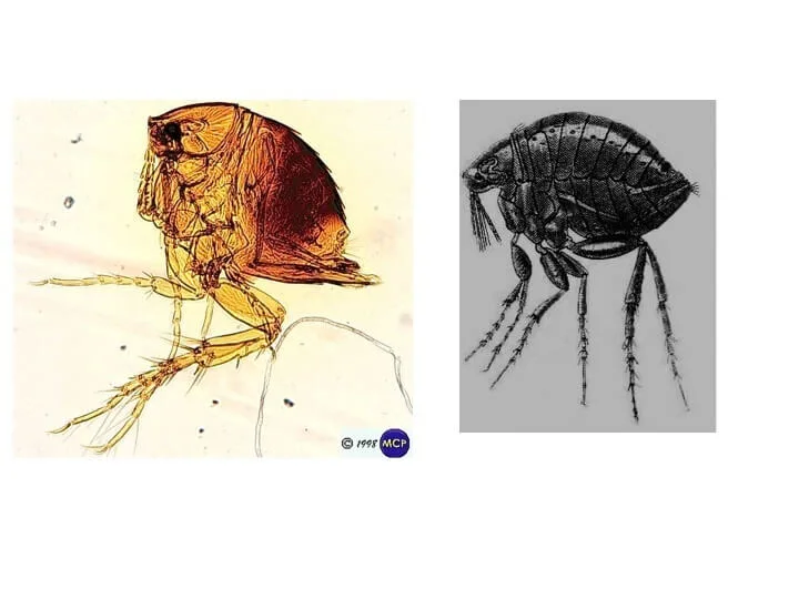 Primer plano microscópico de una pulga (Ctenocephalides felis)