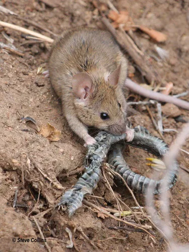 Ratón laucha ingresando a una casa por una grieta en la pared