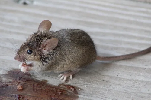 Características físicas del ratón laucha, tamaño y pelaje del Mus musculus