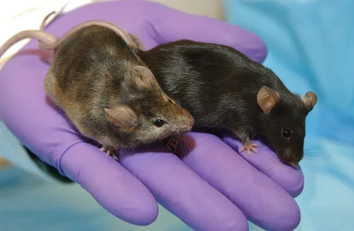 Dos ratones laucha sostenidos en una mano mostrando su pequeño tamaño