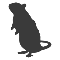 desratizacion Ratas